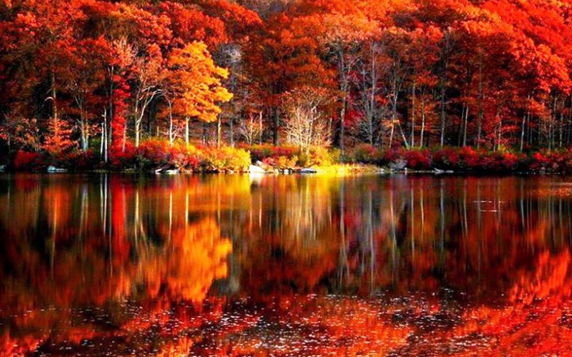 Beautiful Autumn Foliage Vibrantly Colored by the Changing Seasons Wallpaper
