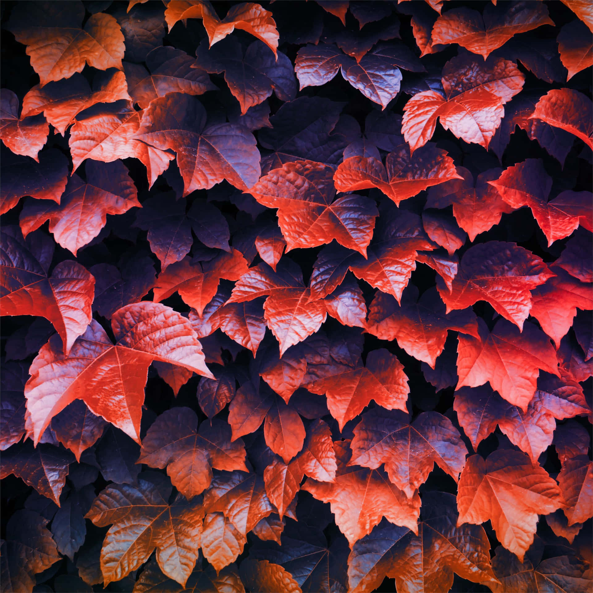 Eingenauerer Blick Auf Das Leuchtende Rot Des Herbstlaubs Wallpaper
