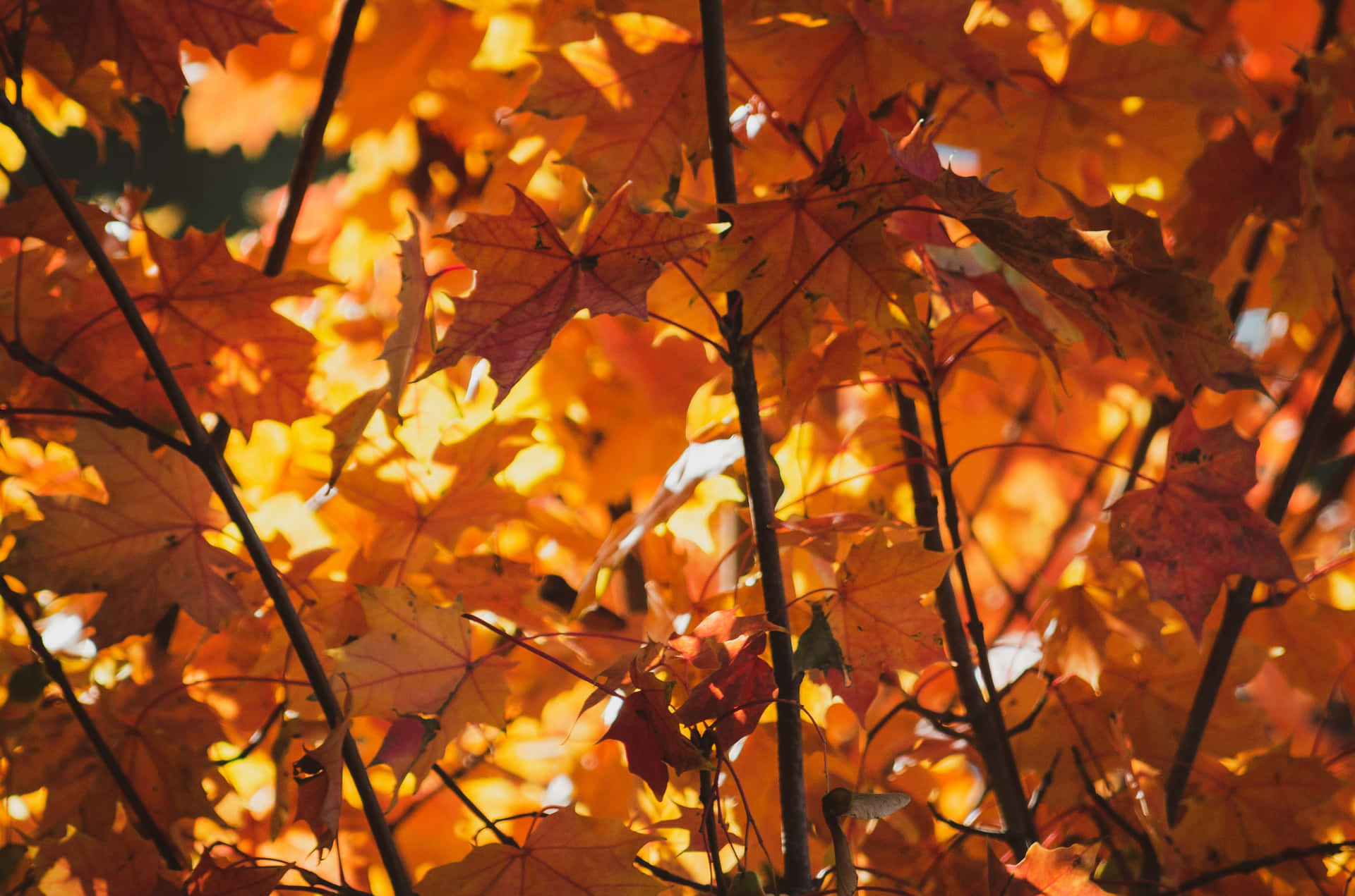 Enjoy the lush scenery of autumn foliage Wallpaper