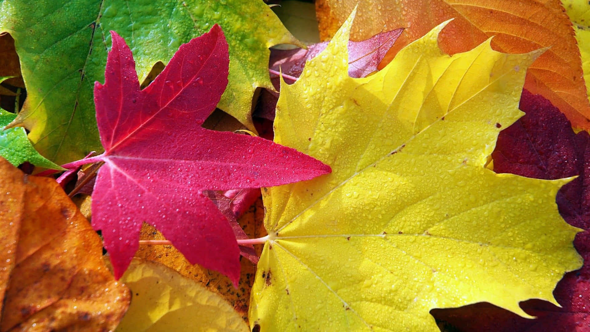 Nyd det klare efterår løv og naturlig skønhed i denne sæson med dette tapet. Wallpaper