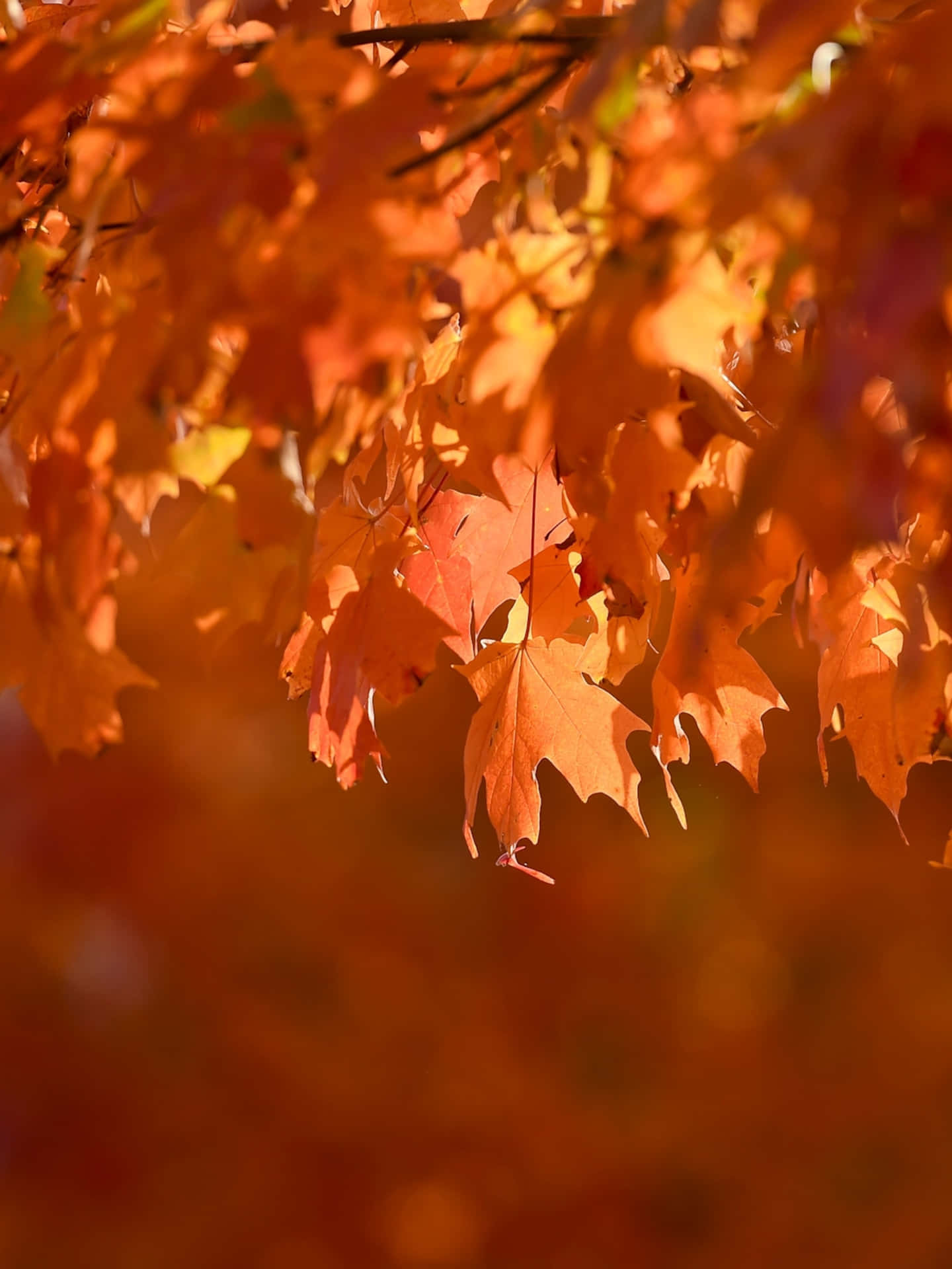 Autumn Leaves In The Fall Wallpaper