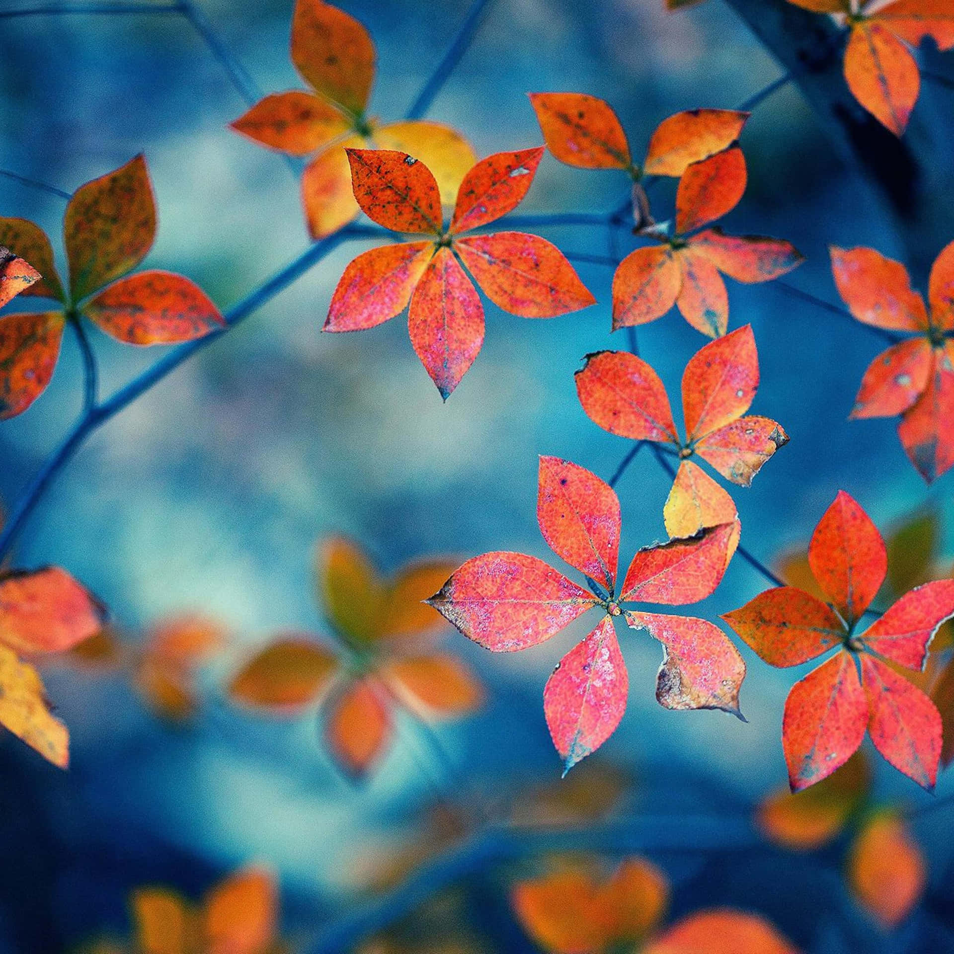 "vibrant Autumn Foliage In Full Bloom" Wallpaper