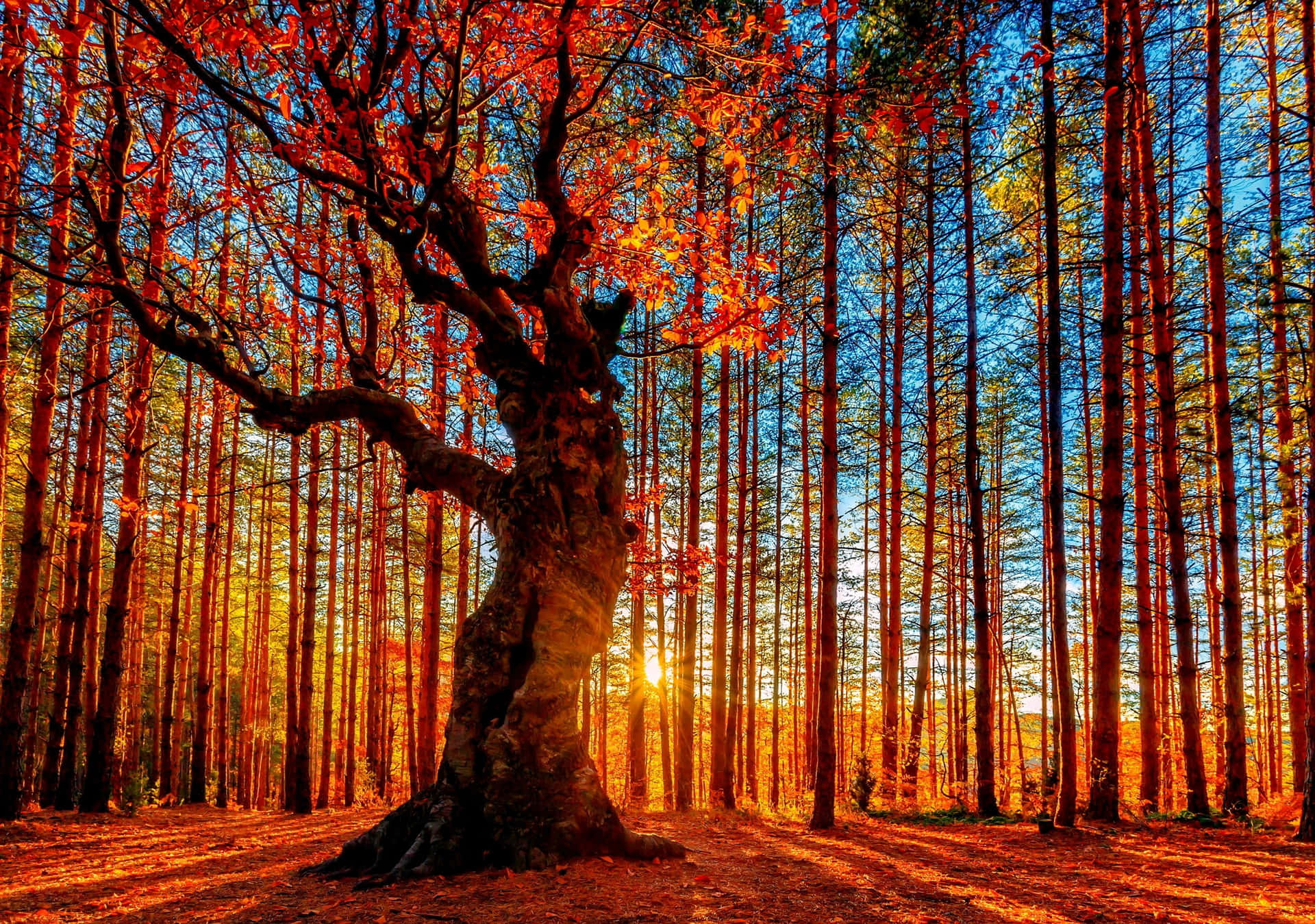 Exploring the array of vibrant autumnal hues. Wallpaper