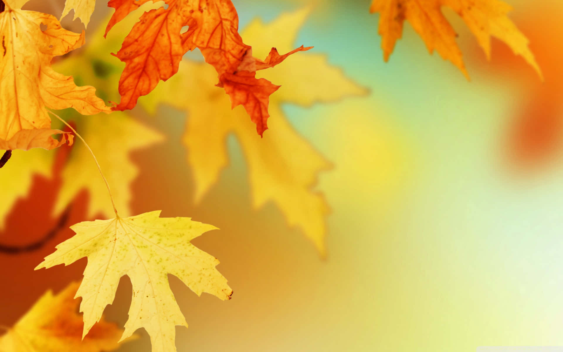 Tag fat i farverne fra efteråret og nyd skønheden af naturen med levende efterårsløv. Wallpaper