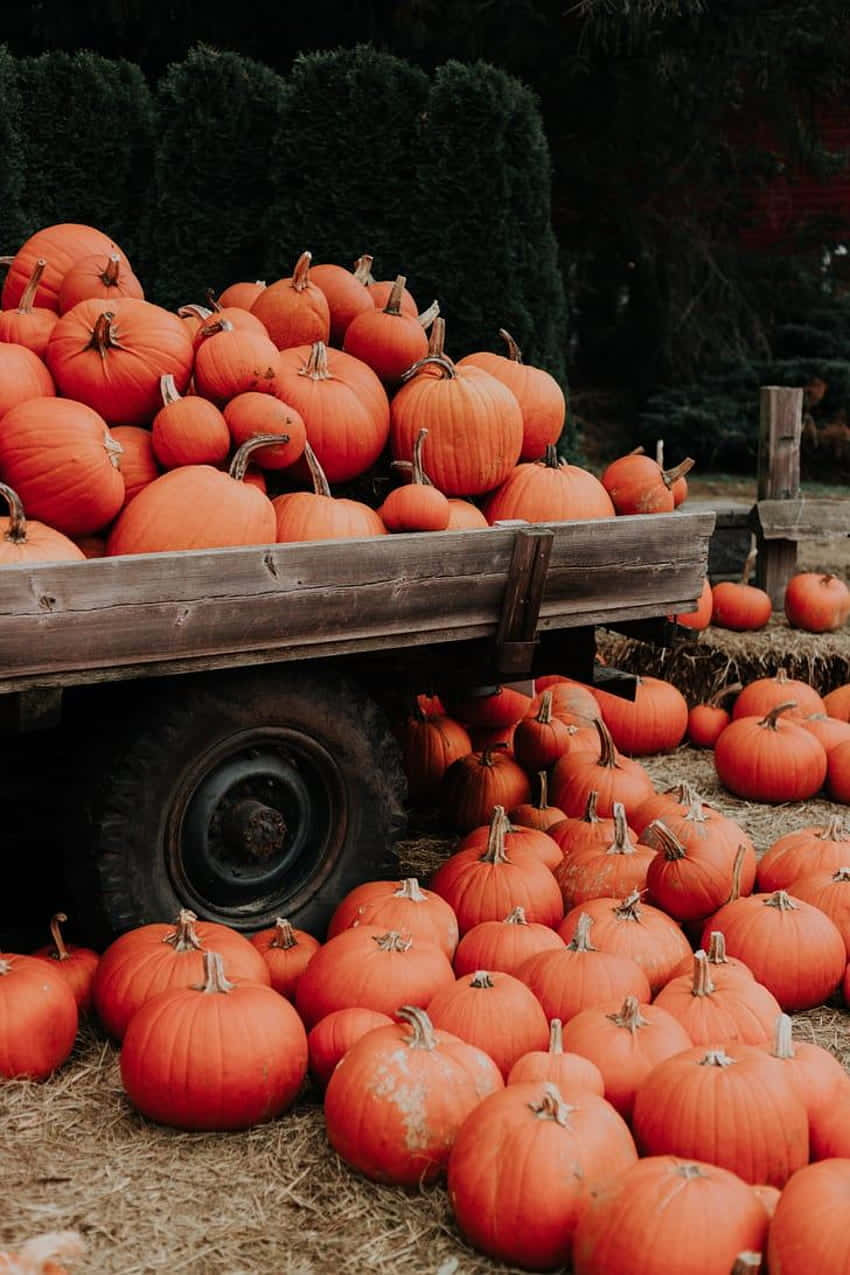 Heerlijke En Kleurrijke Herfstgerechten Op Een Rustieke Houten Tafel Achtergrond