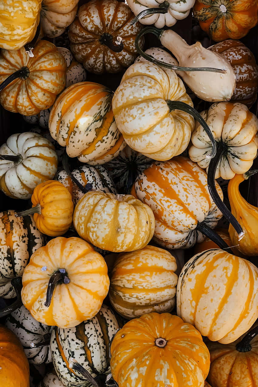 Warm Autumn Dining: A Feast of Seasonal Delicacies Wallpaper