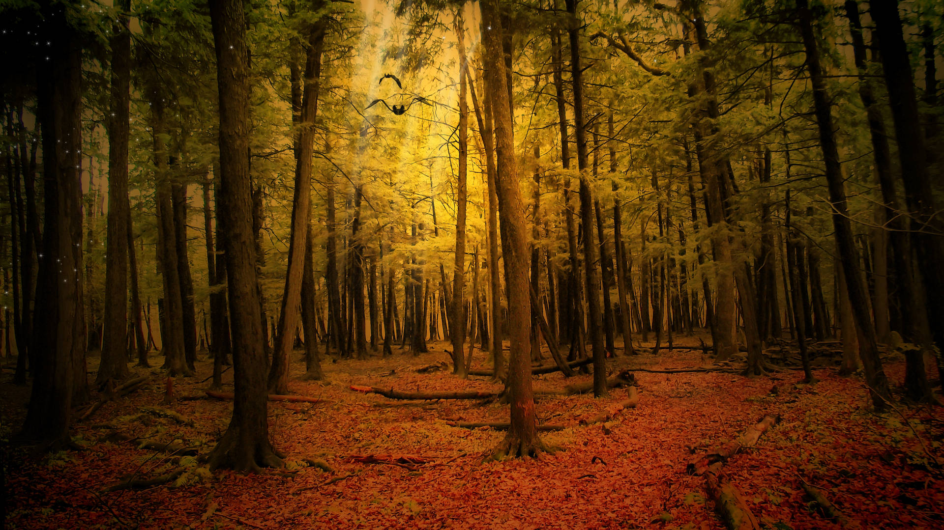 Autumn Forest And Tall Trees Wallpaper