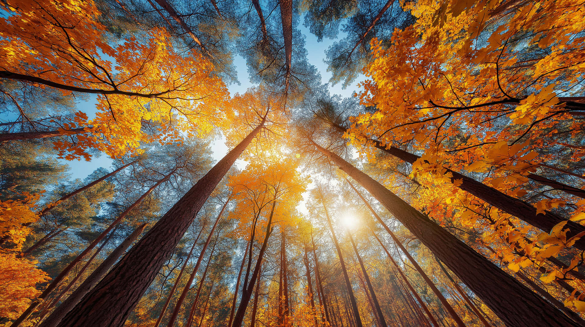 Autumn Forest Canopy Viewed From Below, Sun Drenched Foliage Wallpaper