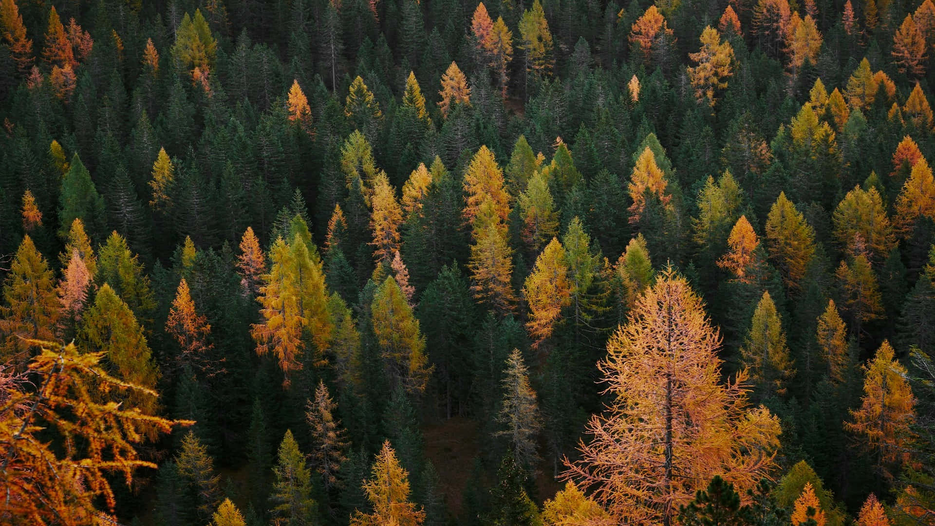 Autumn Forest Gradient.jpg Wallpaper