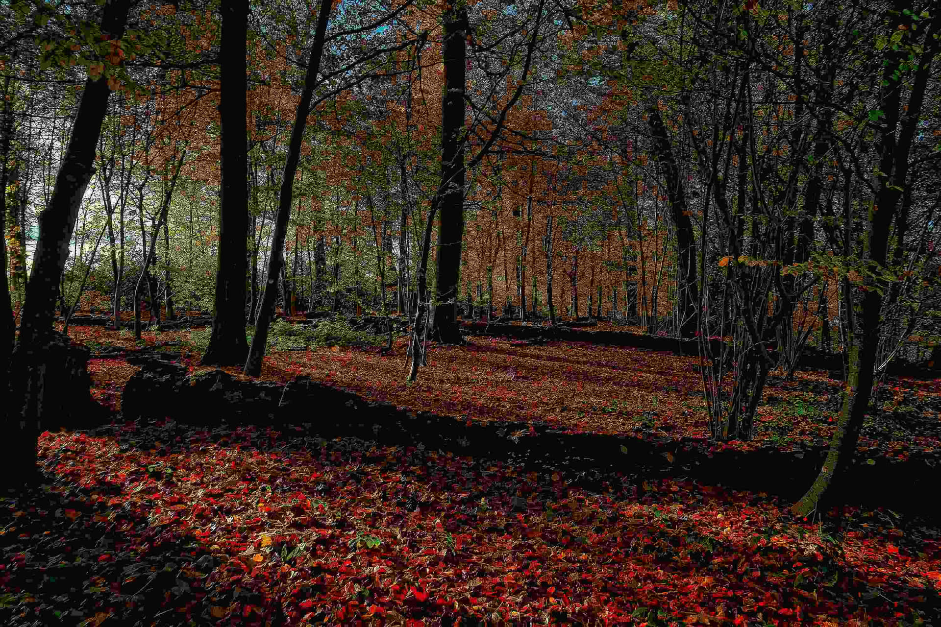 Autumn Forest Horgen Switzerland Wallpaper
