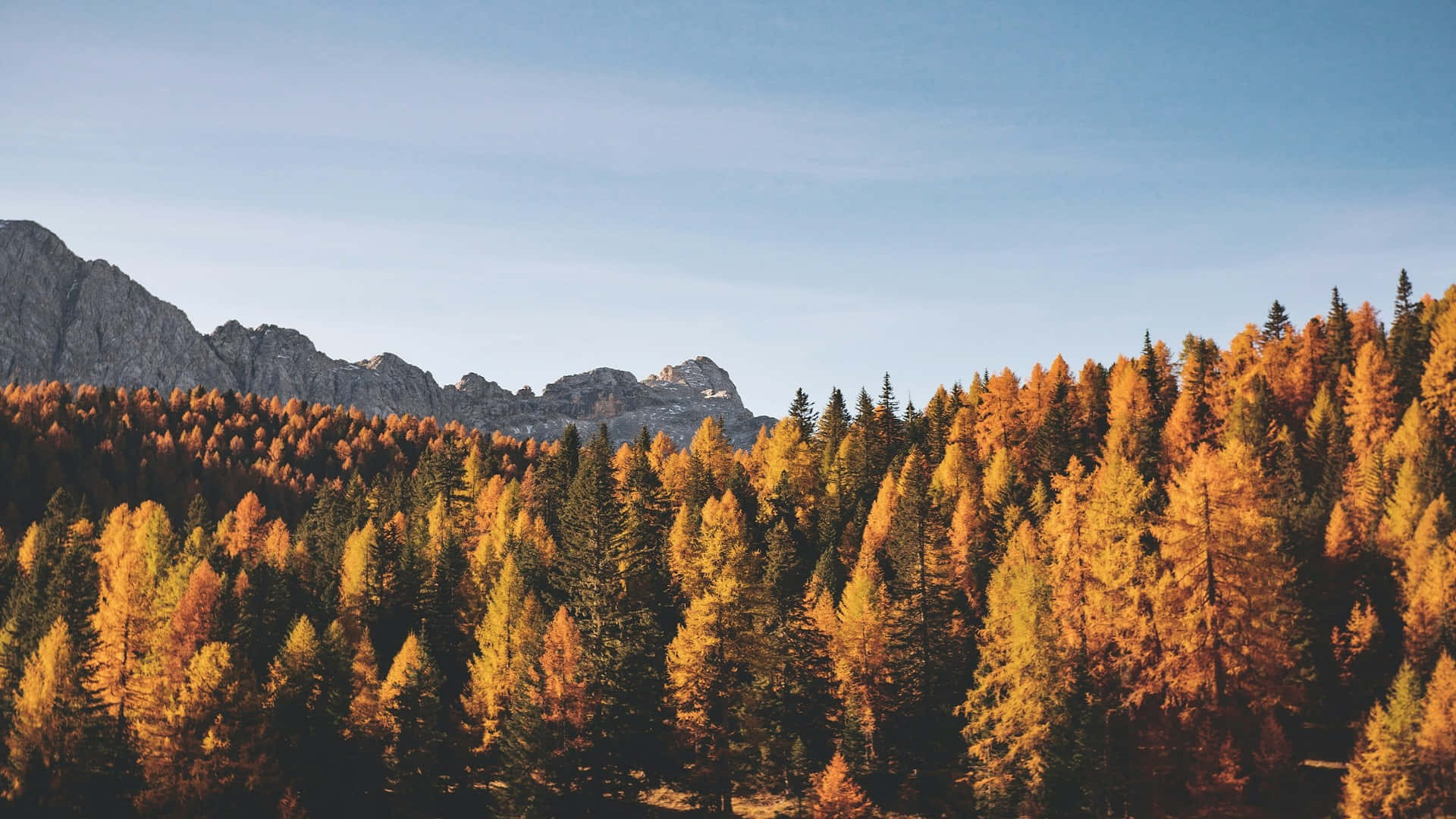 Autumn Forest Mountain Backdrop Wallpaper
