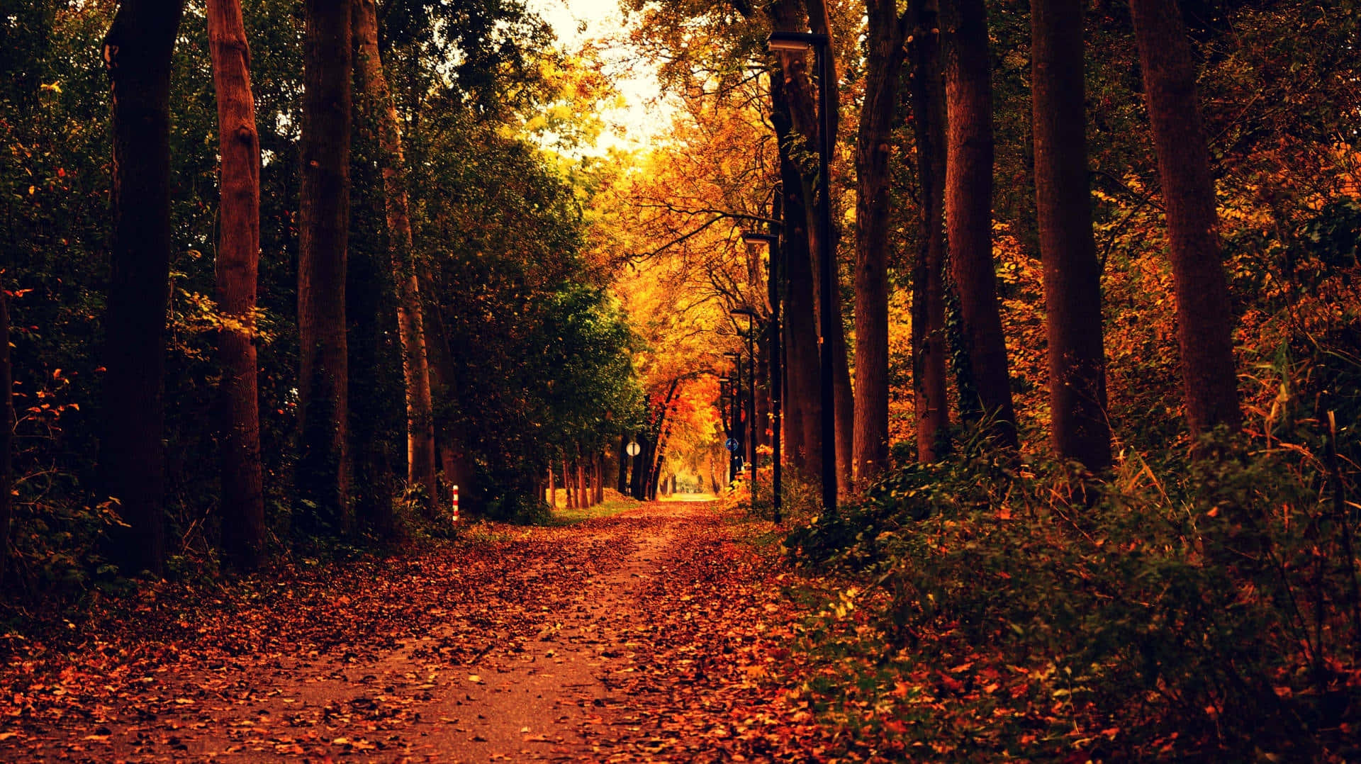 Autumn Forest Path Aesthetic Wallpaper