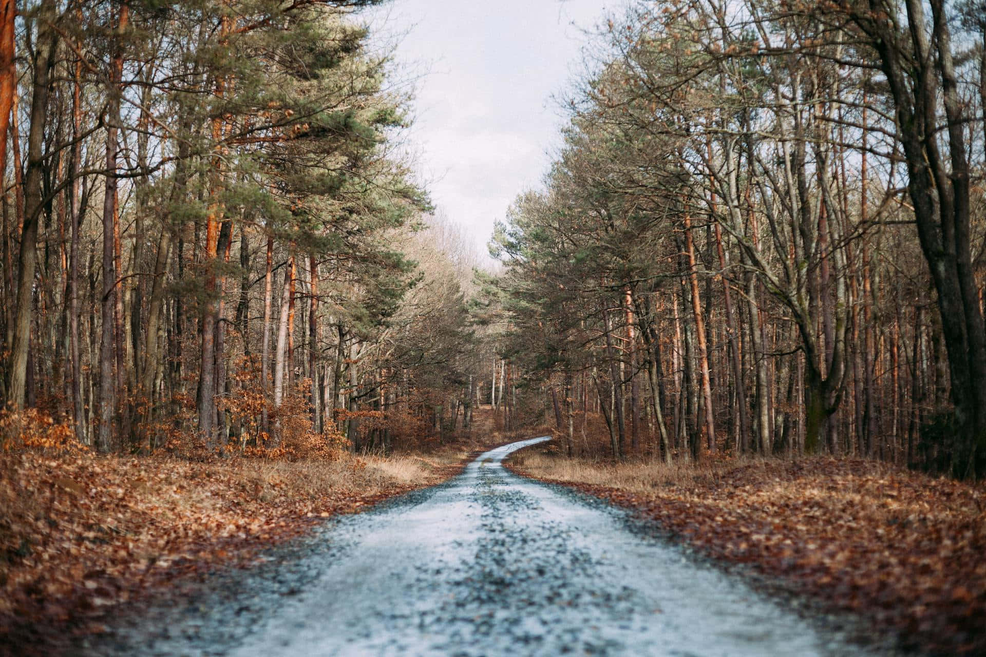 Autumn Forest Path Brown Aesthetic.jpg Wallpaper