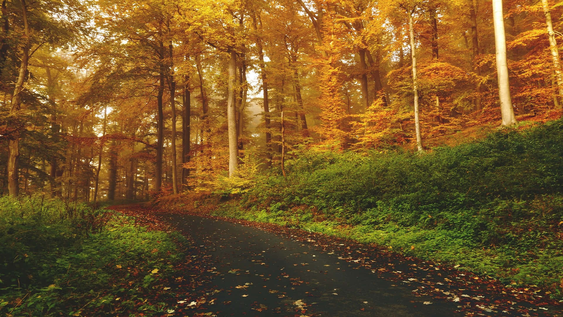 Autumn Forest Path H D Desktop Wallpaper