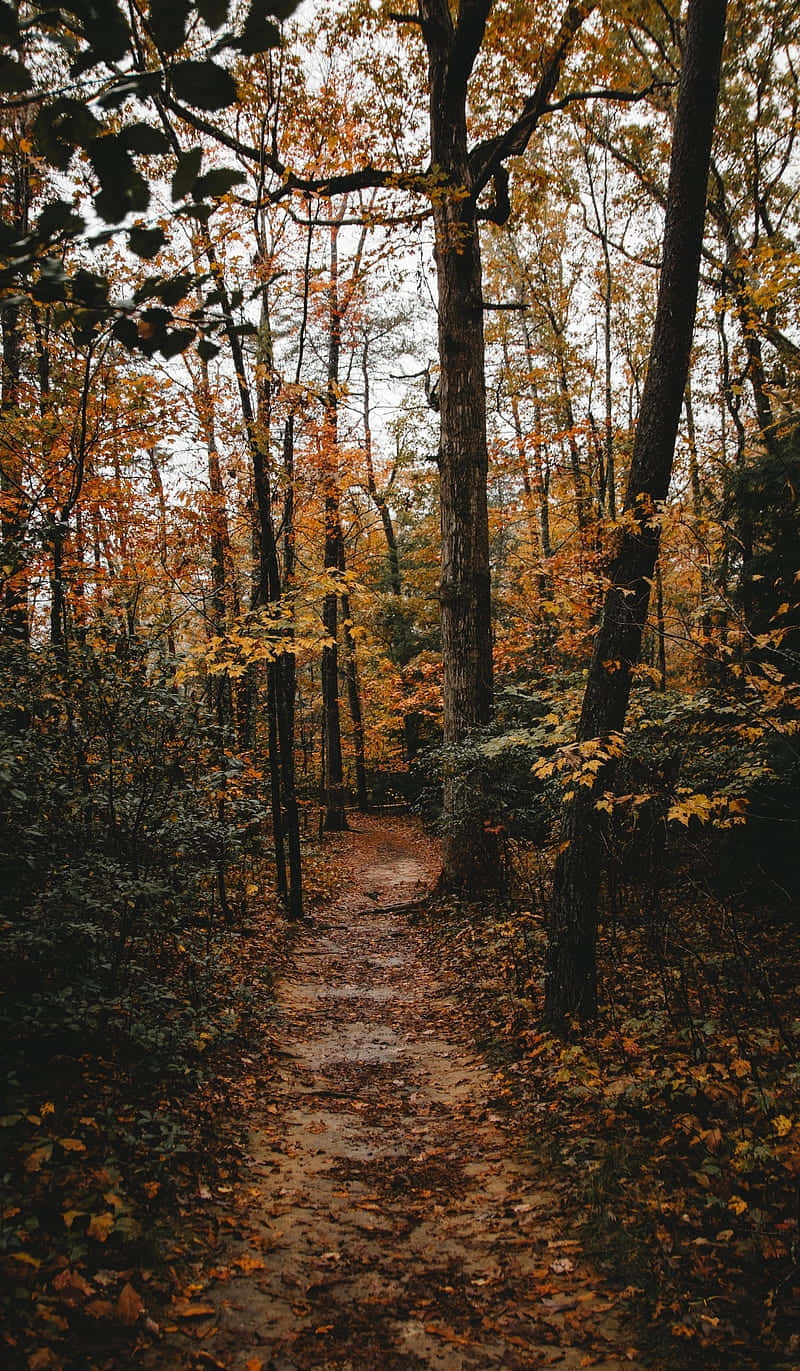 Autumn Forest Path.jpg Wallpaper