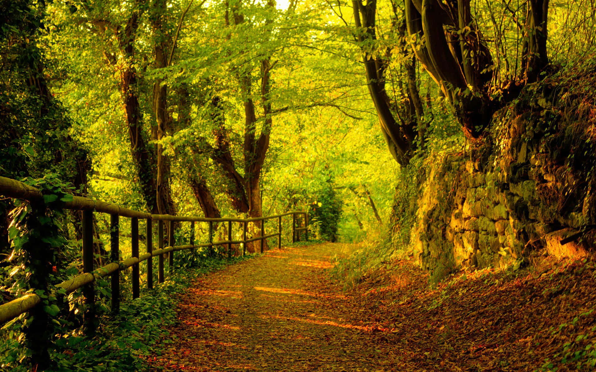 Autumn Forest Path Warm Light Wallpaper