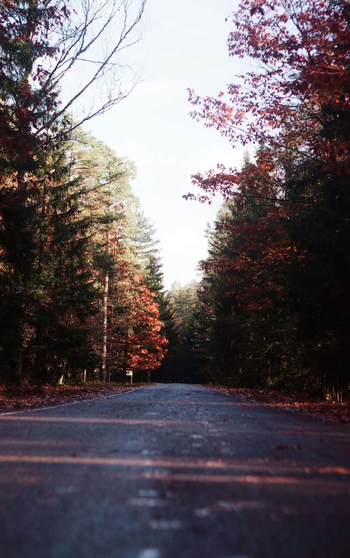 Autumn Forest Road Scenery Wallpaper