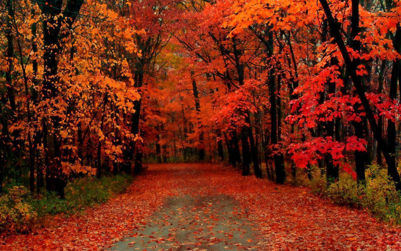 Autumn Forest Trail Wisconsin Wallpaper