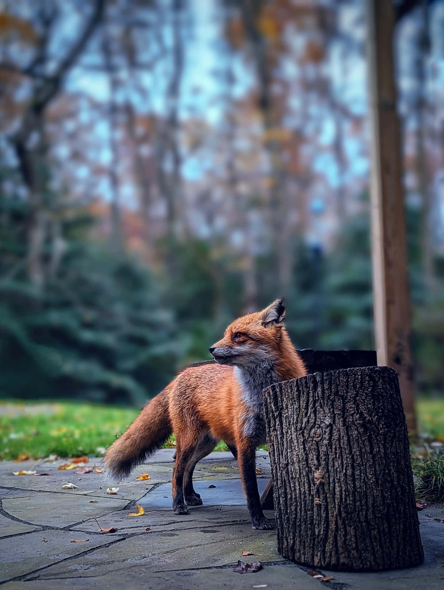 Autumn Fox Standing Beside Tree Stump Wallpaper