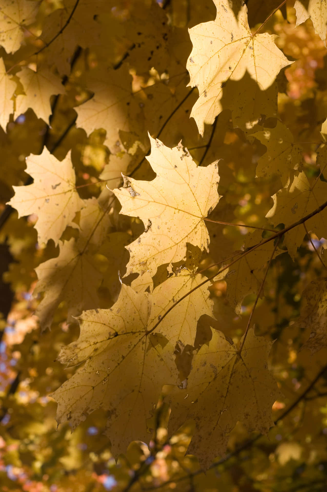 Autumn Golden Maple Leaves Wallpaper