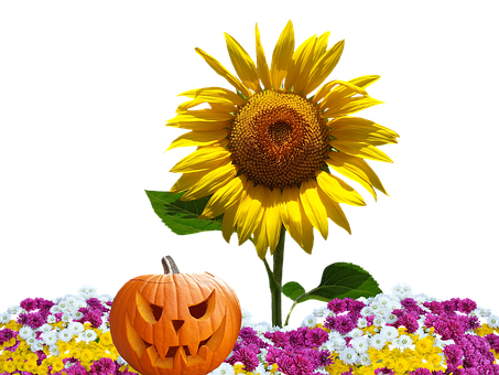 Autumn Halloween Sunflower Pumpkin PNG