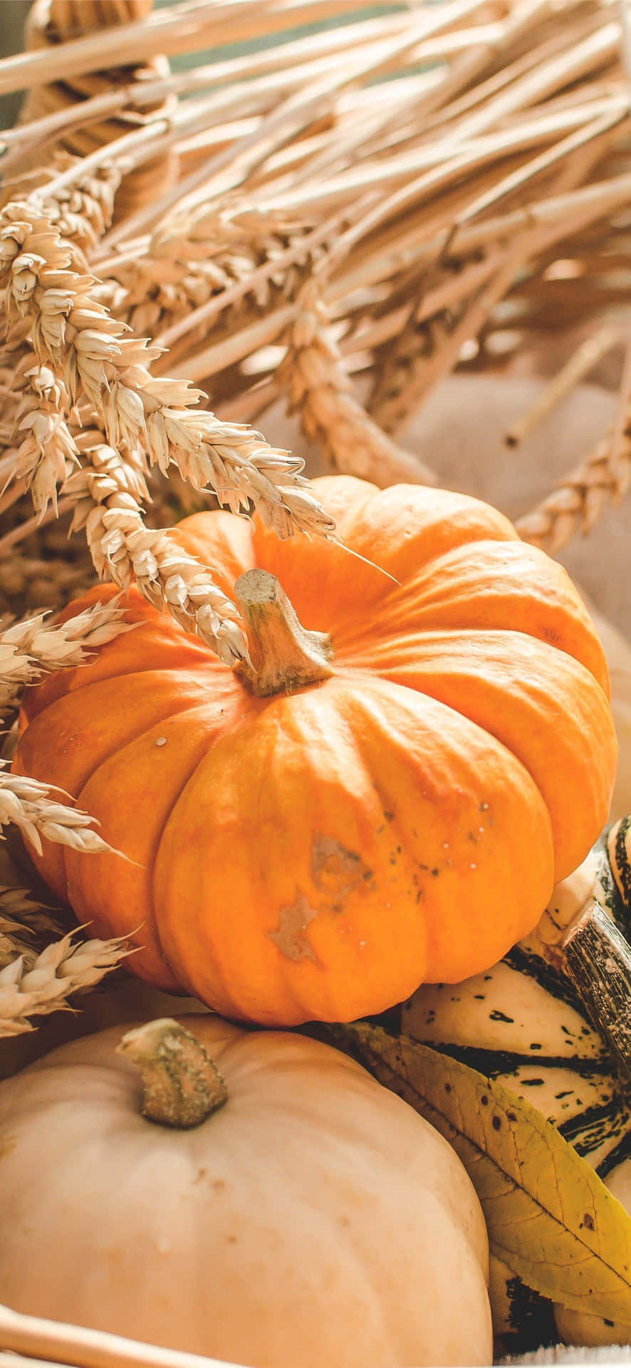 Autumn Harvest Pumpkinand Wheat.jpg Wallpaper