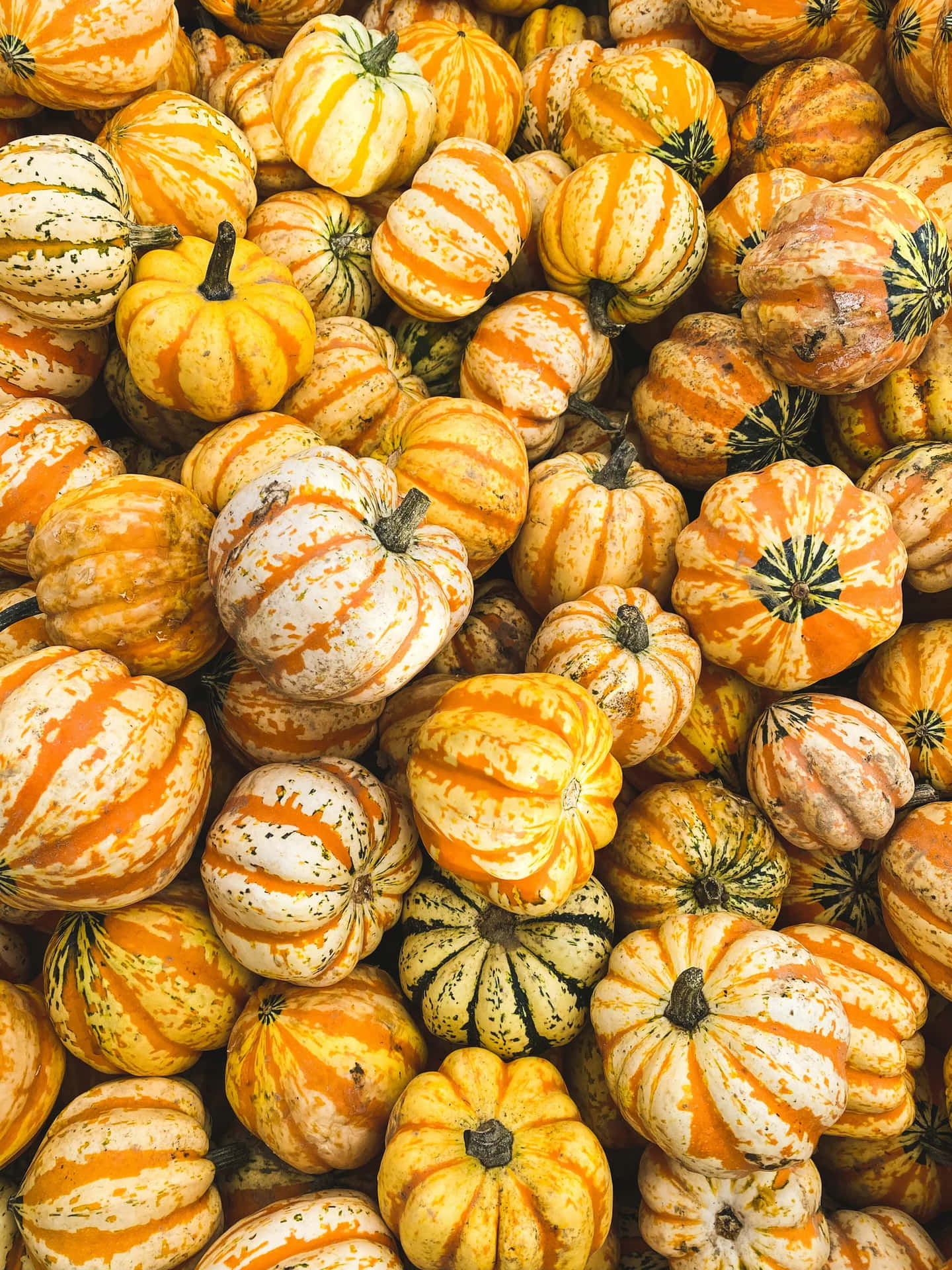 Autumn Harvest Pumpkins Wallpaper