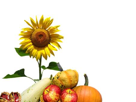 Autumn Harvest Sunflowerand Gourds PNG