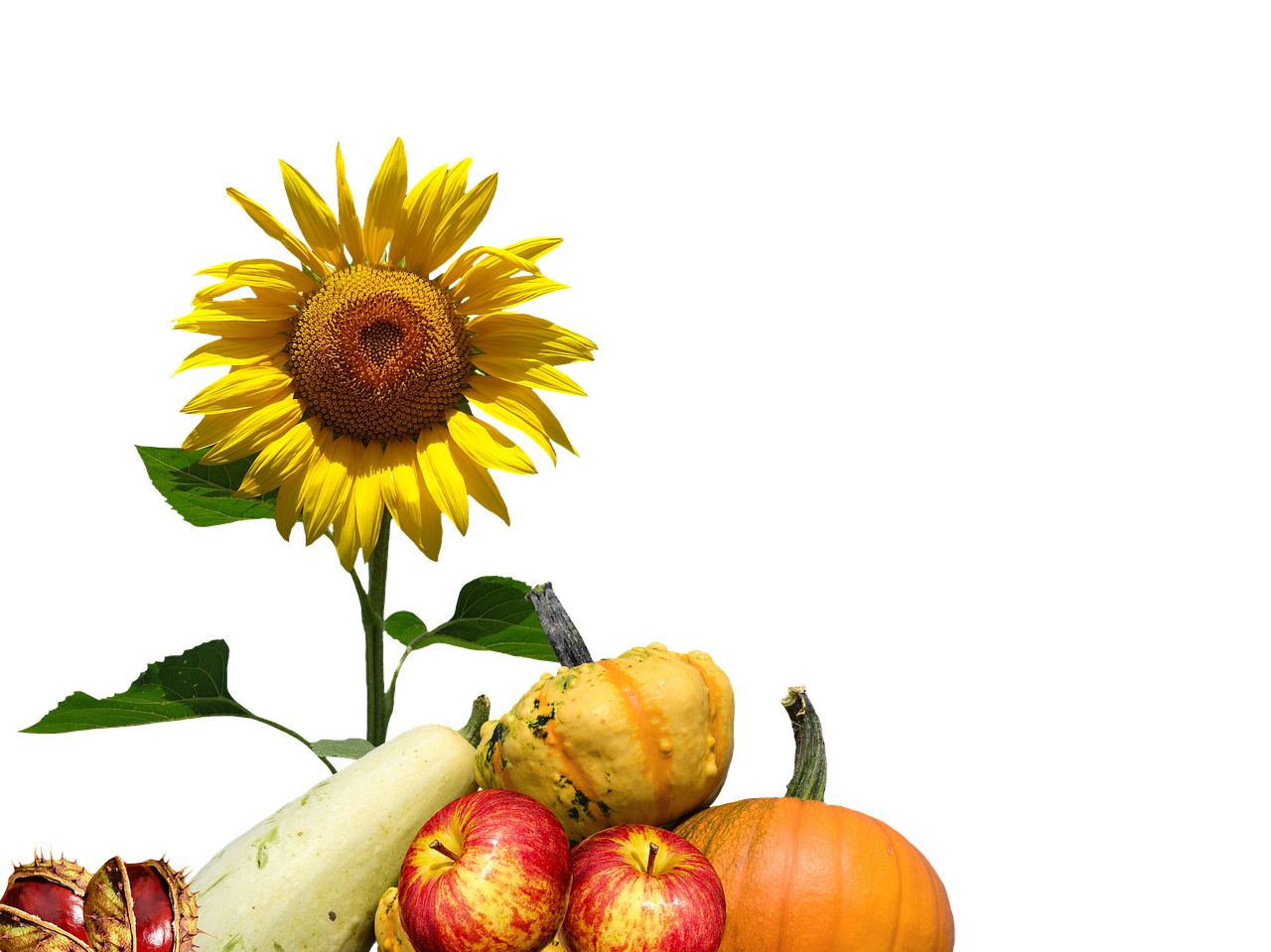 Download Autumn Harvest Sunflowerand Gourds | Wallpapers.com