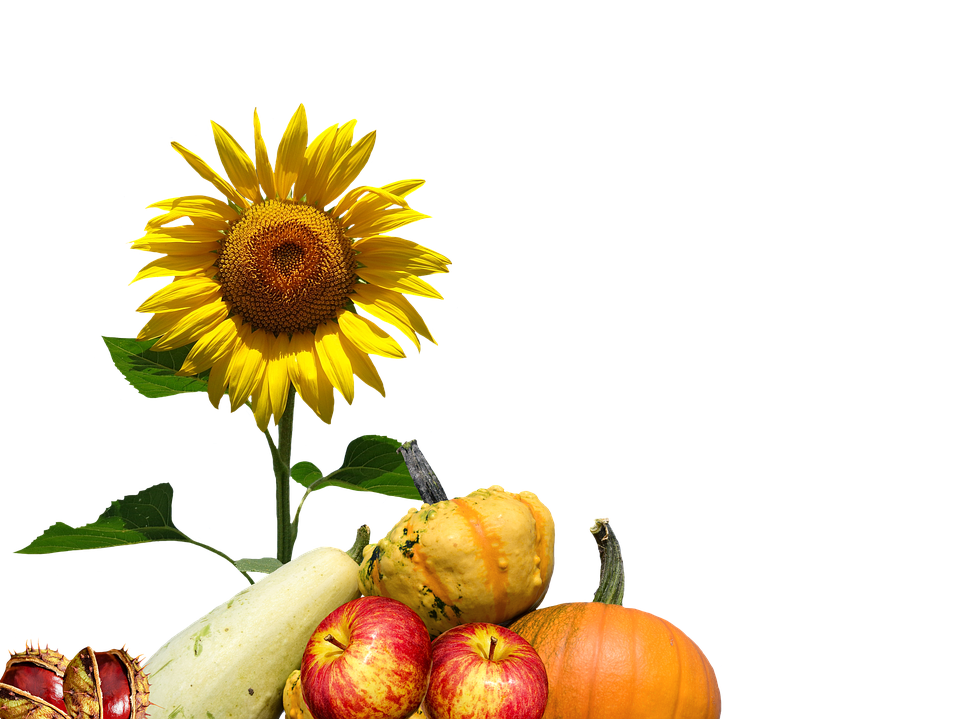 Autumn Harvest Sunflowerand Gourds.png PNG