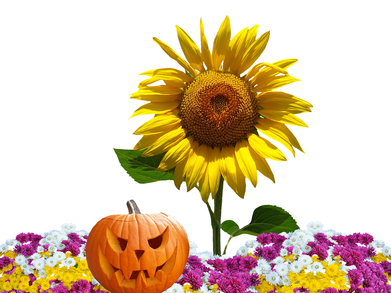 Autumn Harvest Sunflowerand Pumpkin PNG