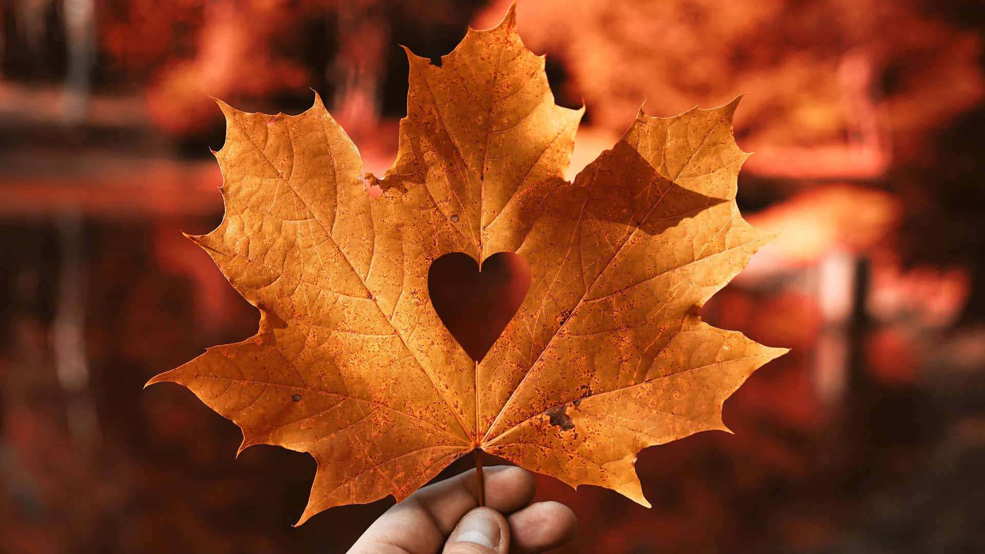 Autumn Heart Leaf_ Handheld Wallpaper