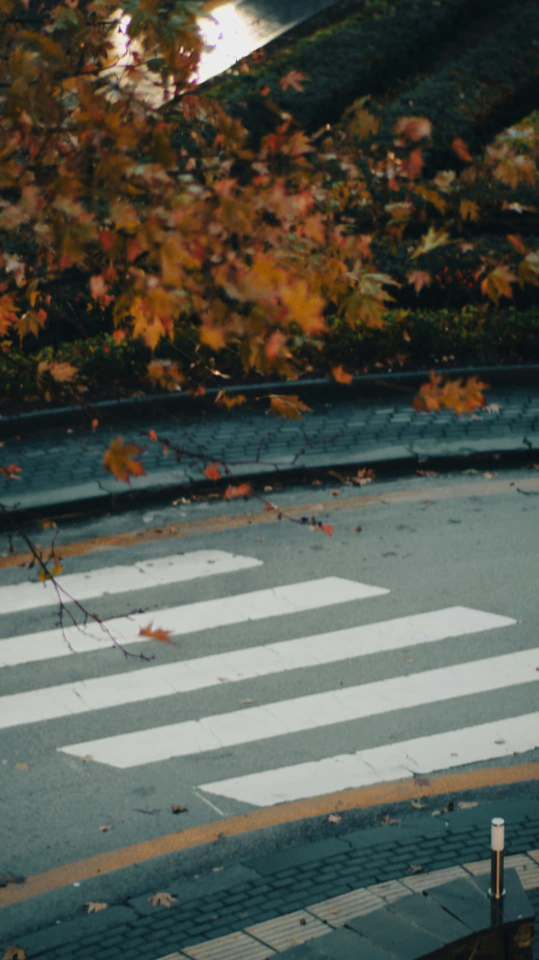 Autumn Infused Crosswalk Wallpaper