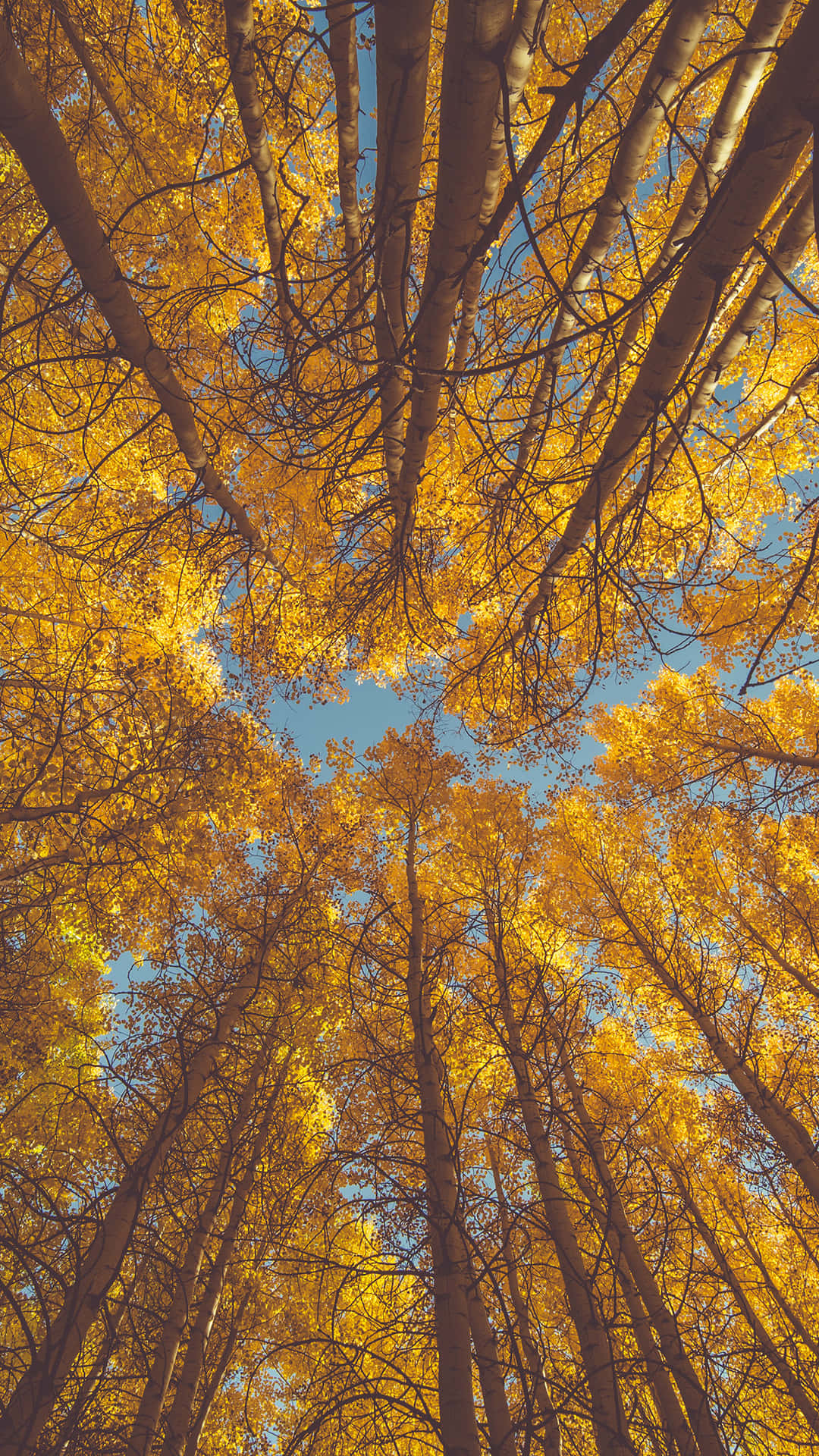 Et udsigt af en skov med gule træer. Wallpaper