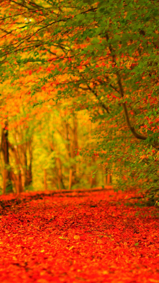 Njutav Den Vackra Hösten Med En Iphone 6 Plus På Din Datorskärm Eller Mobilskärm. Wallpaper