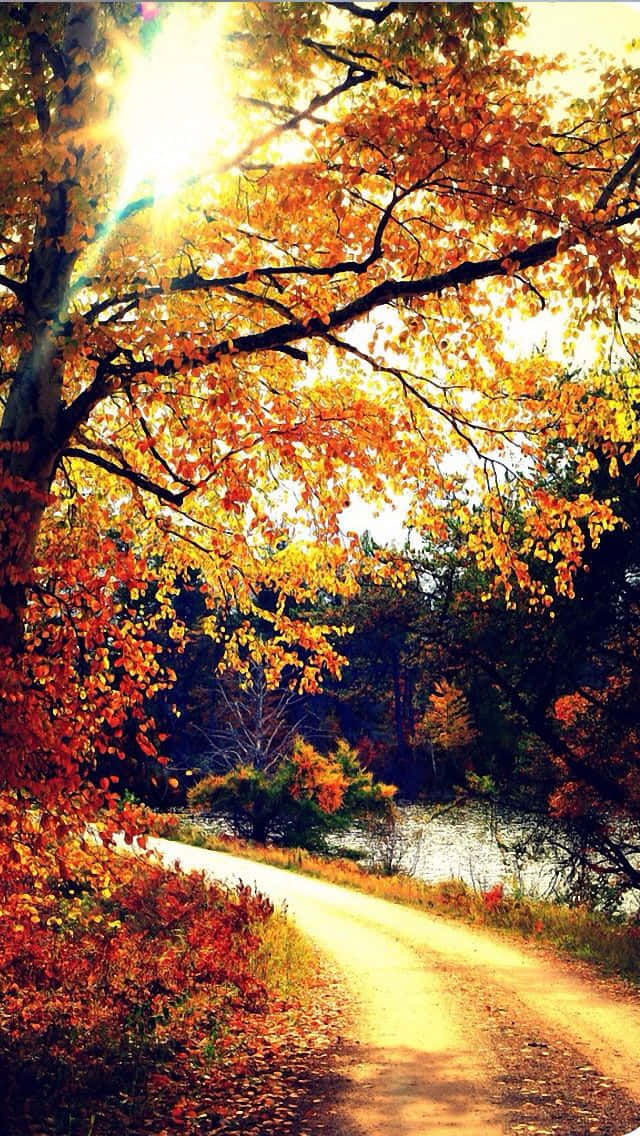 Autumn Iphone 6 Plus With The Sun Shining Wallpaper