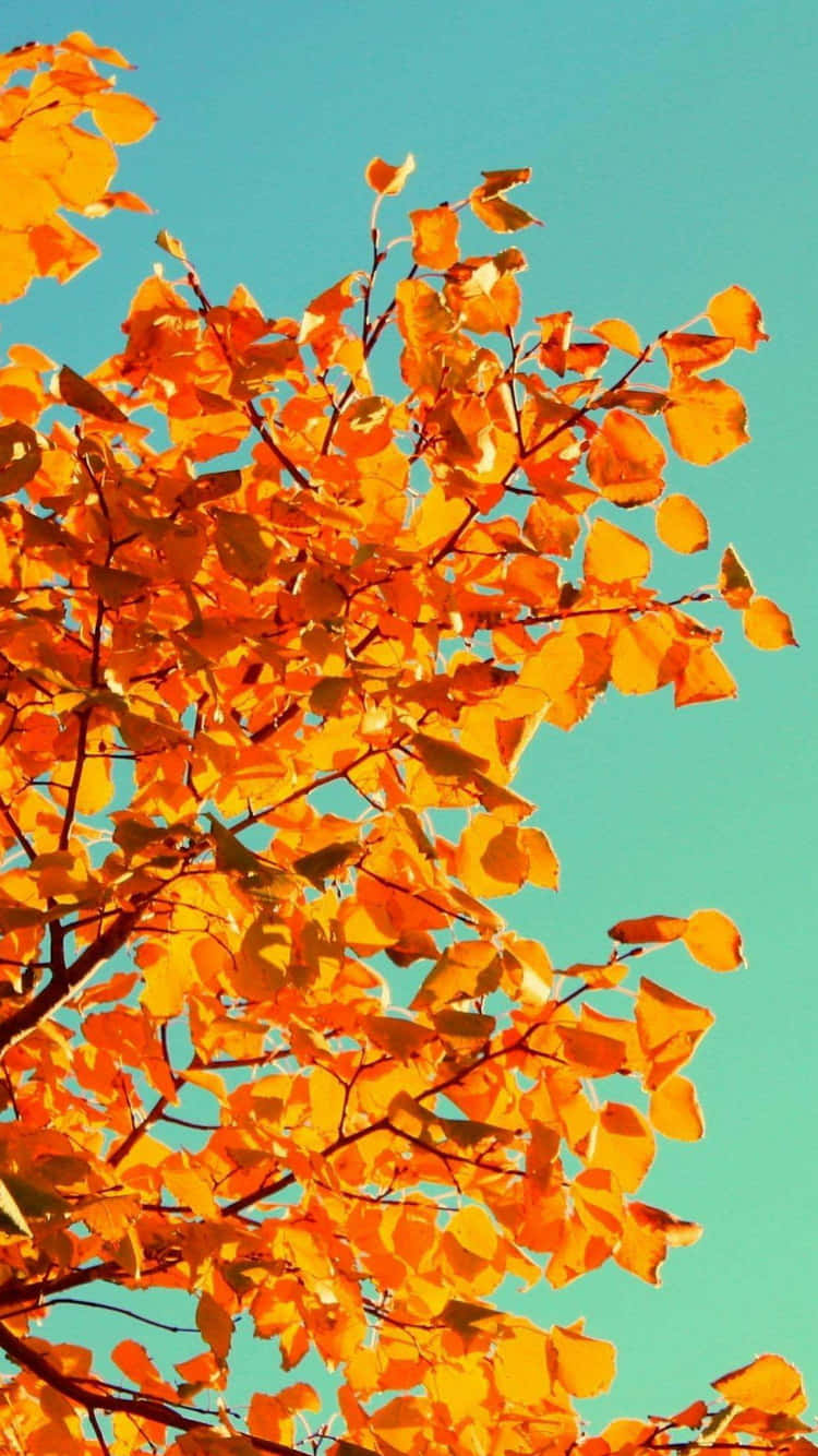 Autumn Iphone 6 Plus With Orange Leaves Wallpaper