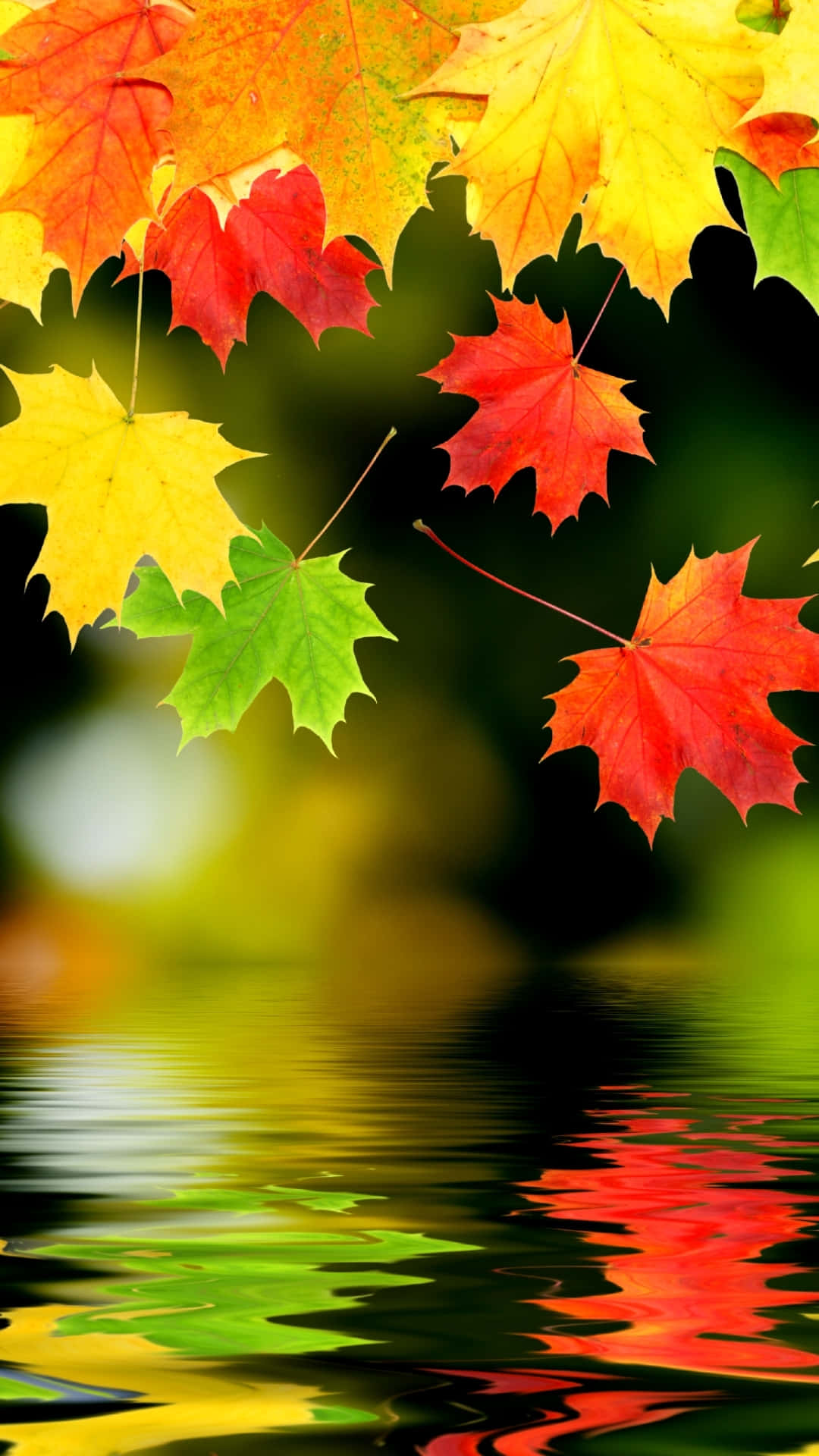 Autumn Iphone 6 Plus With Falling Leaves Wallpaper
