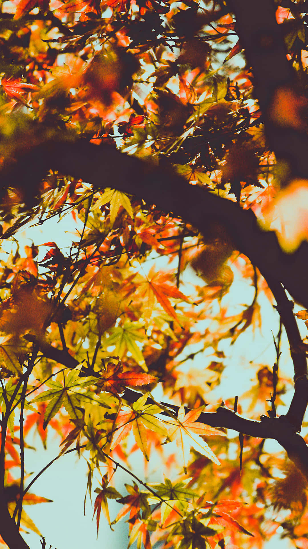 Freuedich Über Die Pracht Des Herbstes Mit Dem Iphone 6 Plus Wallpaper