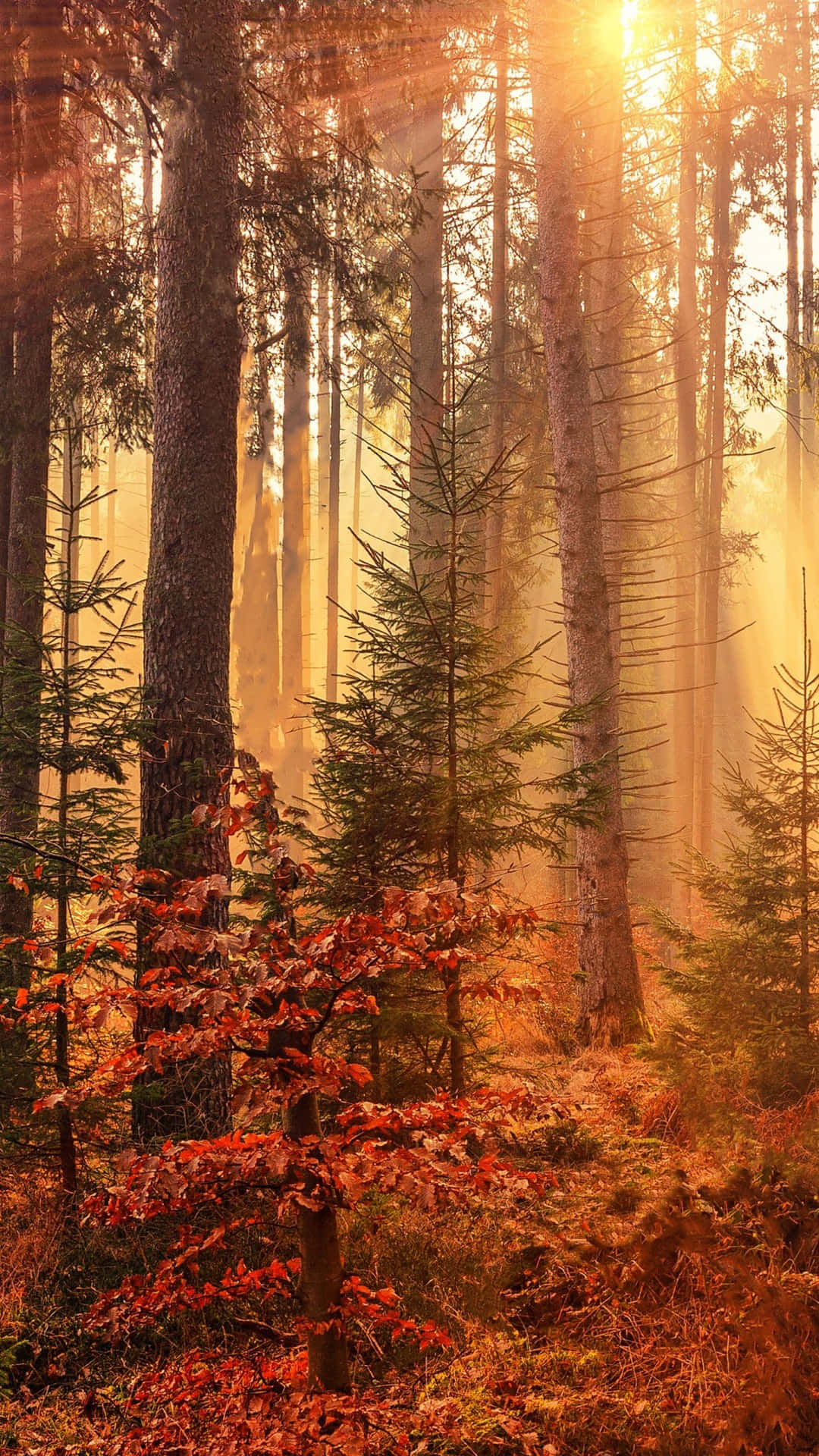 Einewunderschöne Herbstszene, Festgehalten Mit Der Kraft Eines Iphone 6 Plus. Wallpaper