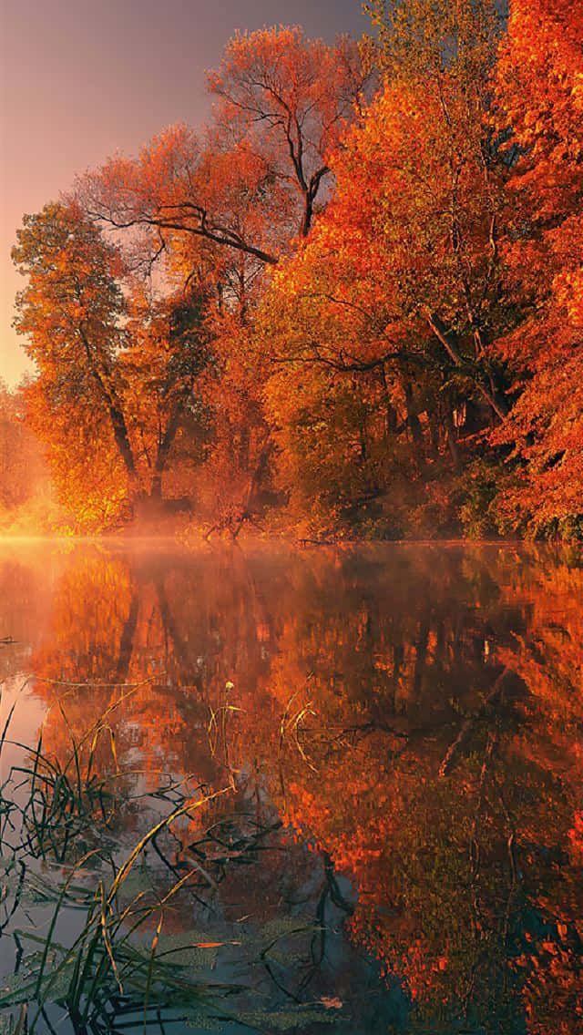 Autumn Iphone 6 Plus With Tree Reflections Wallpaper