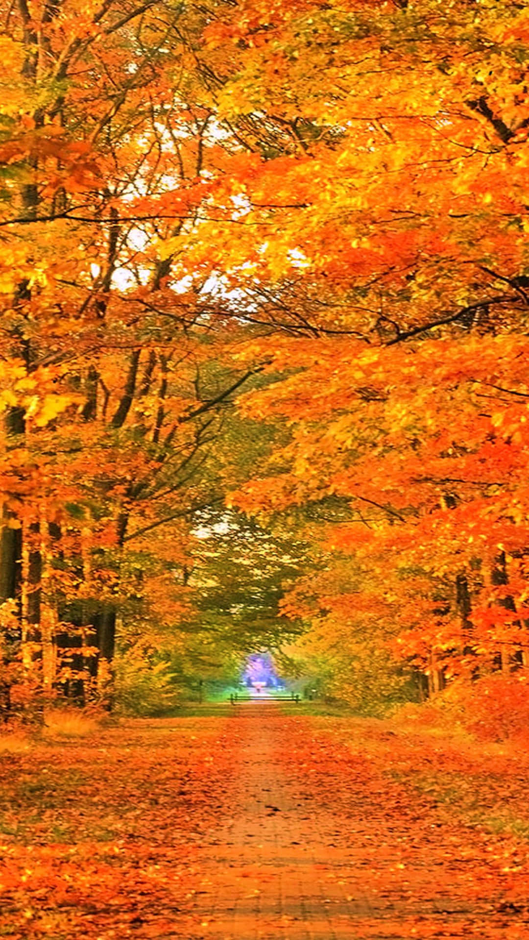 Autumn Iphone 6 Plus With An Orange Road Wallpaper