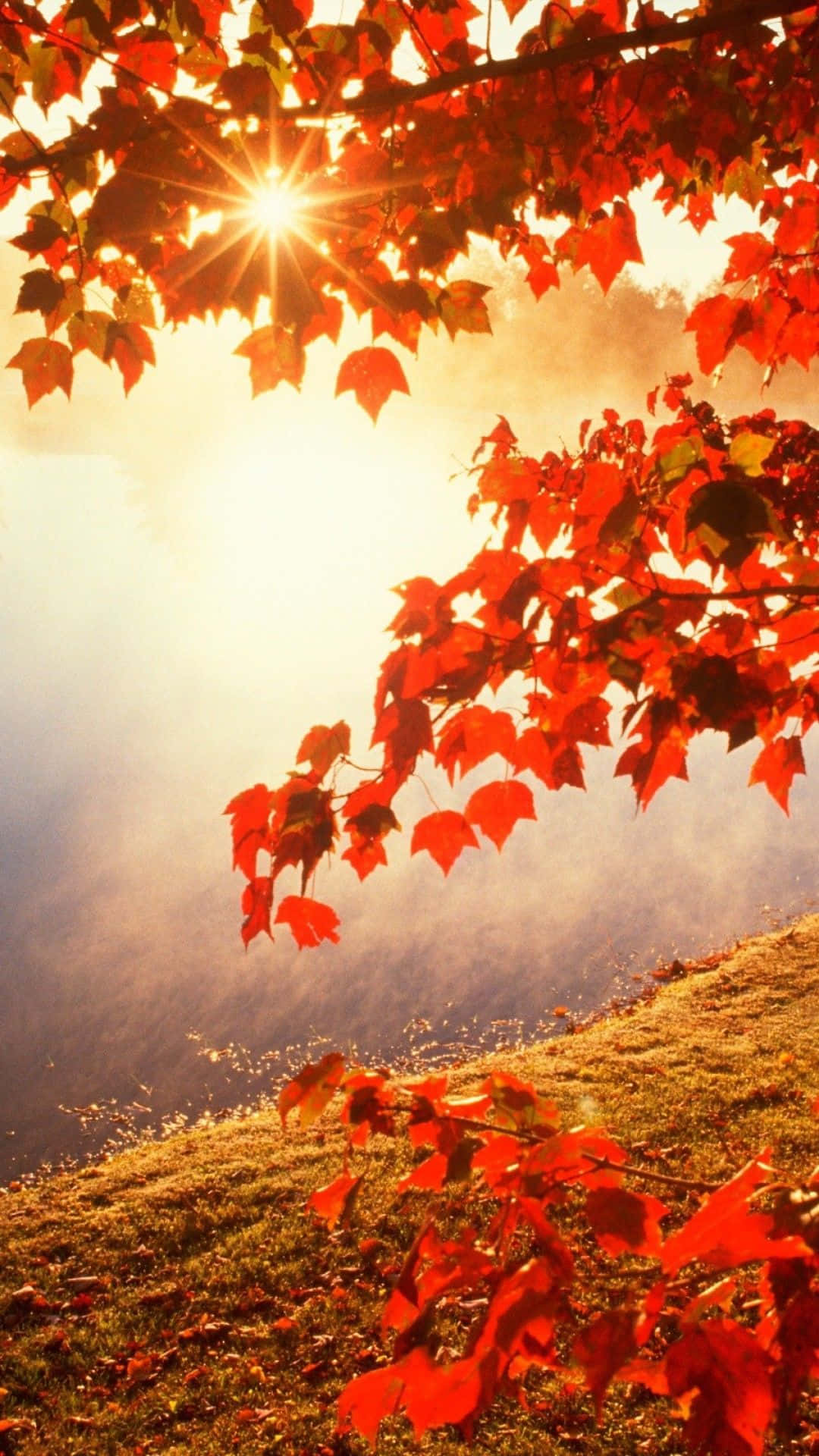 Enröd Löv På Ett Träd Wallpaper
