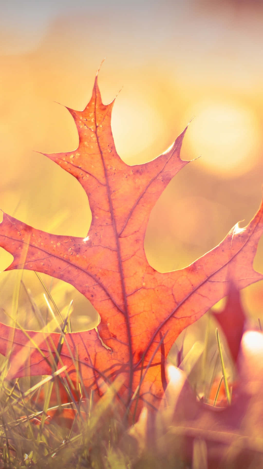 Autumn Iphone 6 Plus With A Maple Leaf Wallpaper