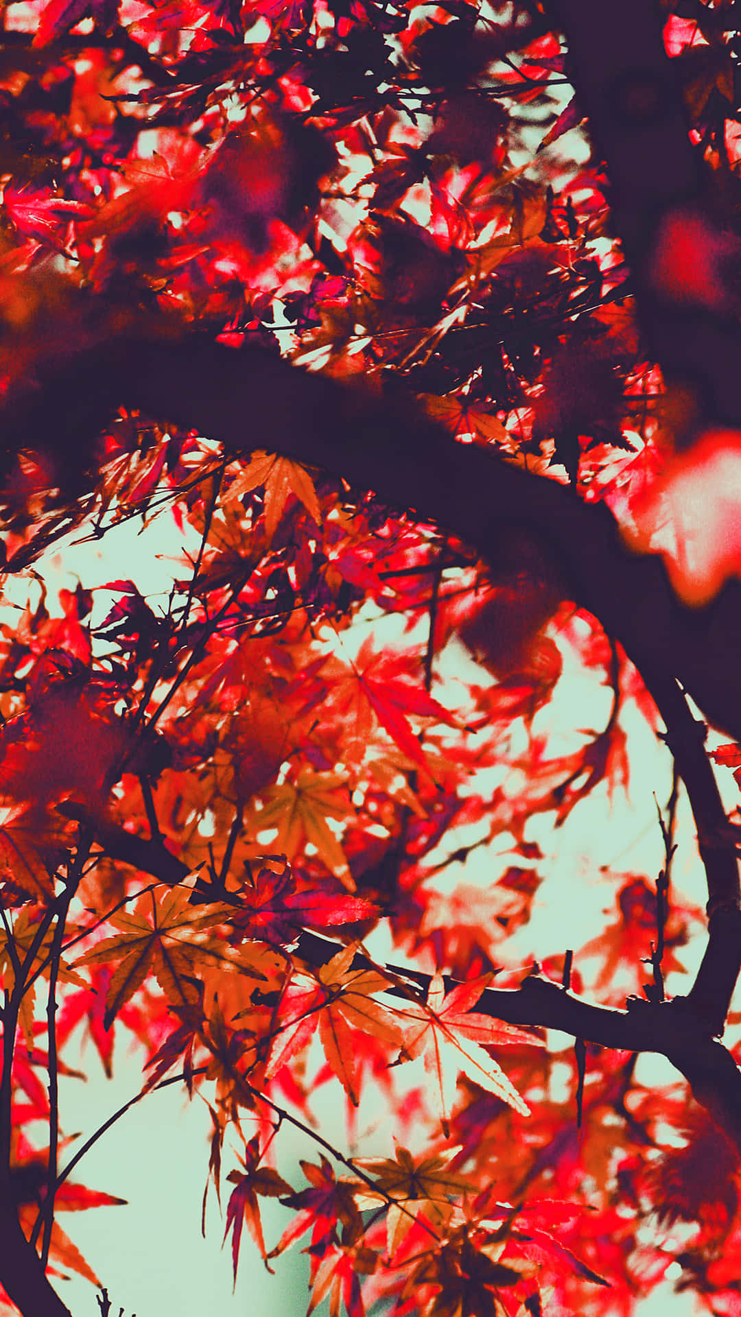 Nyd efterårets farver med Iphone 6 Plus. Wallpaper