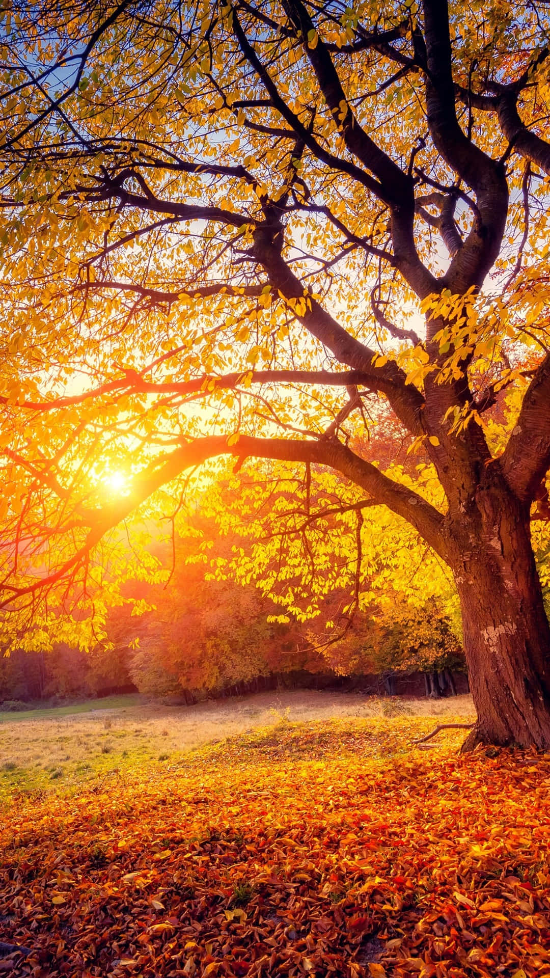 Enjoy the changing colors of Autumn with the Iphone 6 Plus Wallpaper