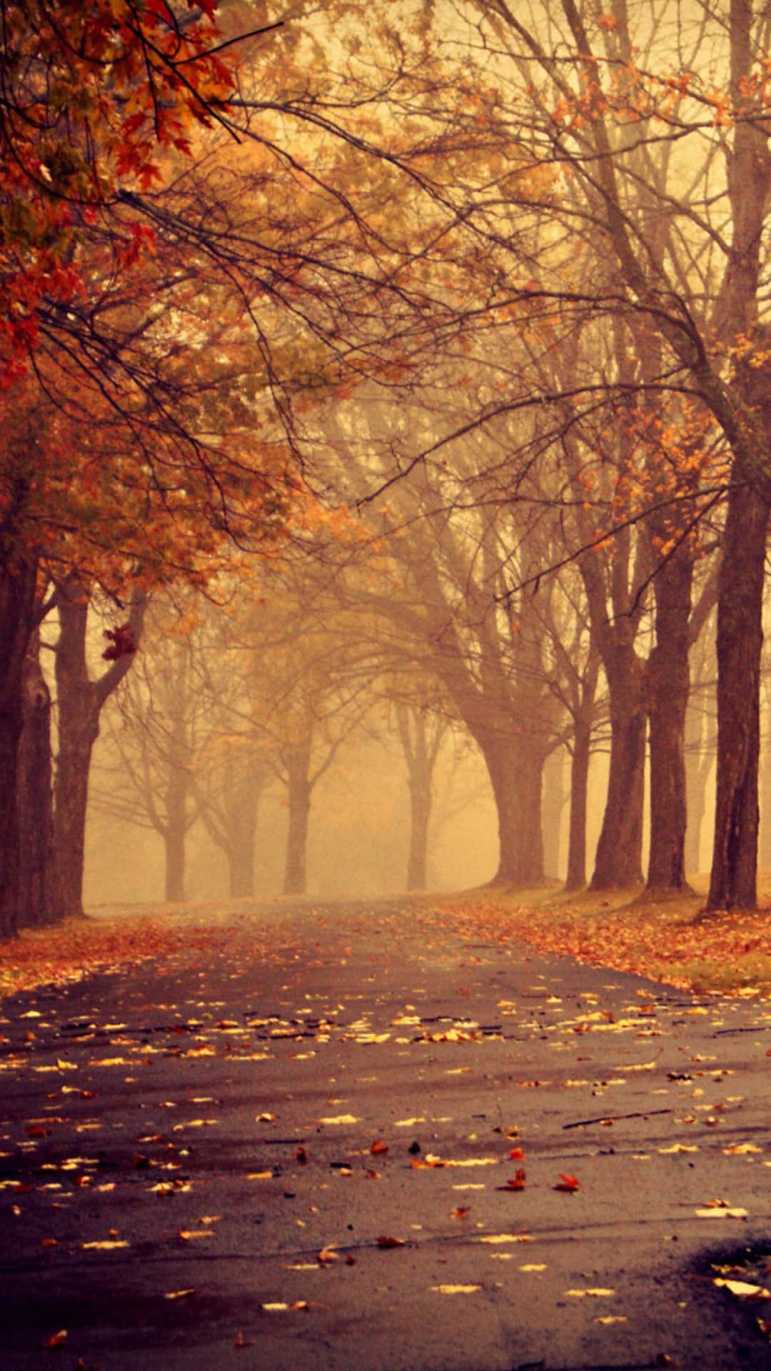 Eineneblige Straße Mit Bäumen Und Blättern Wallpaper