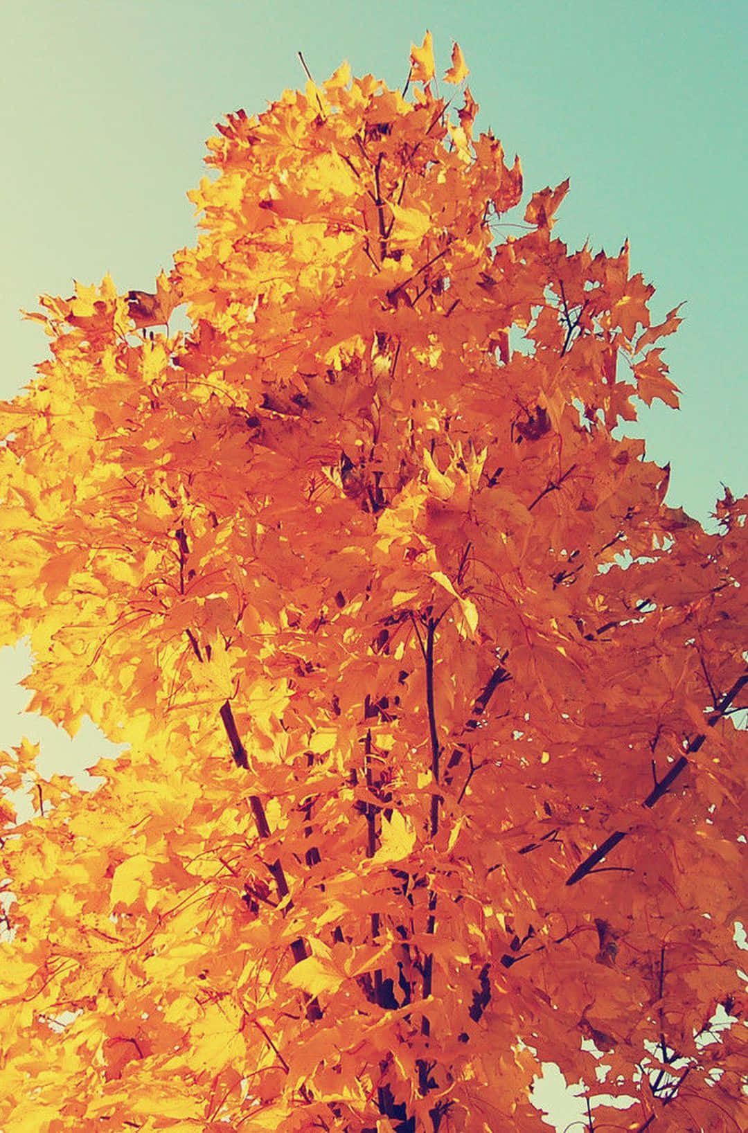 Oplev efteråret med Apple Iphone 6 Plus. Wallpaper