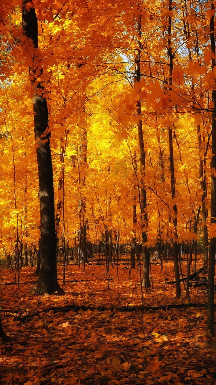 Autumn Iphone 6 Plus With A Golden Forest Wallpaper
