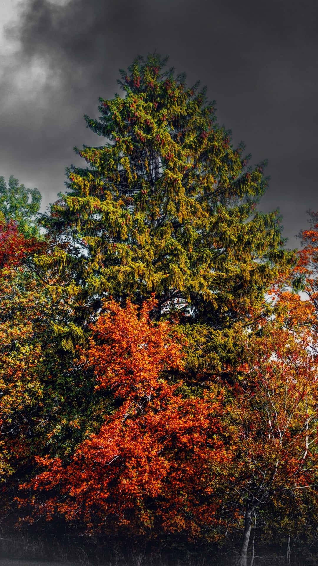 Erlebensie Die Schönheit Des Herbstes Mit Dem Iphone 6 Plus Wallpaper